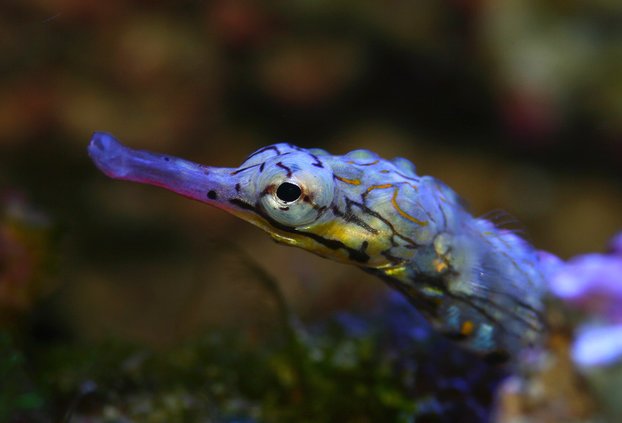 Pipefish - Dragonface