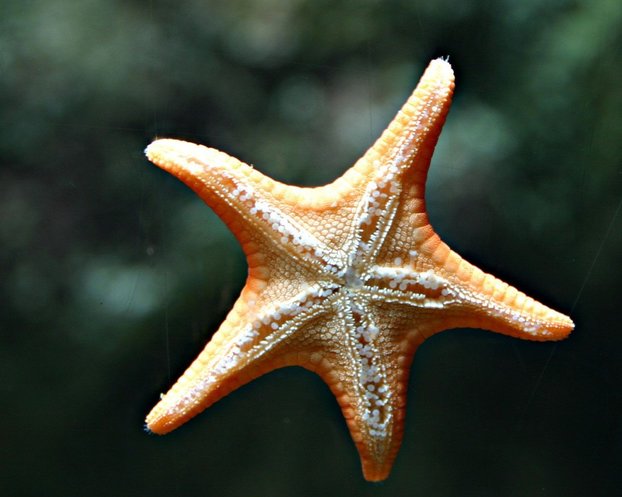 Starfish - General