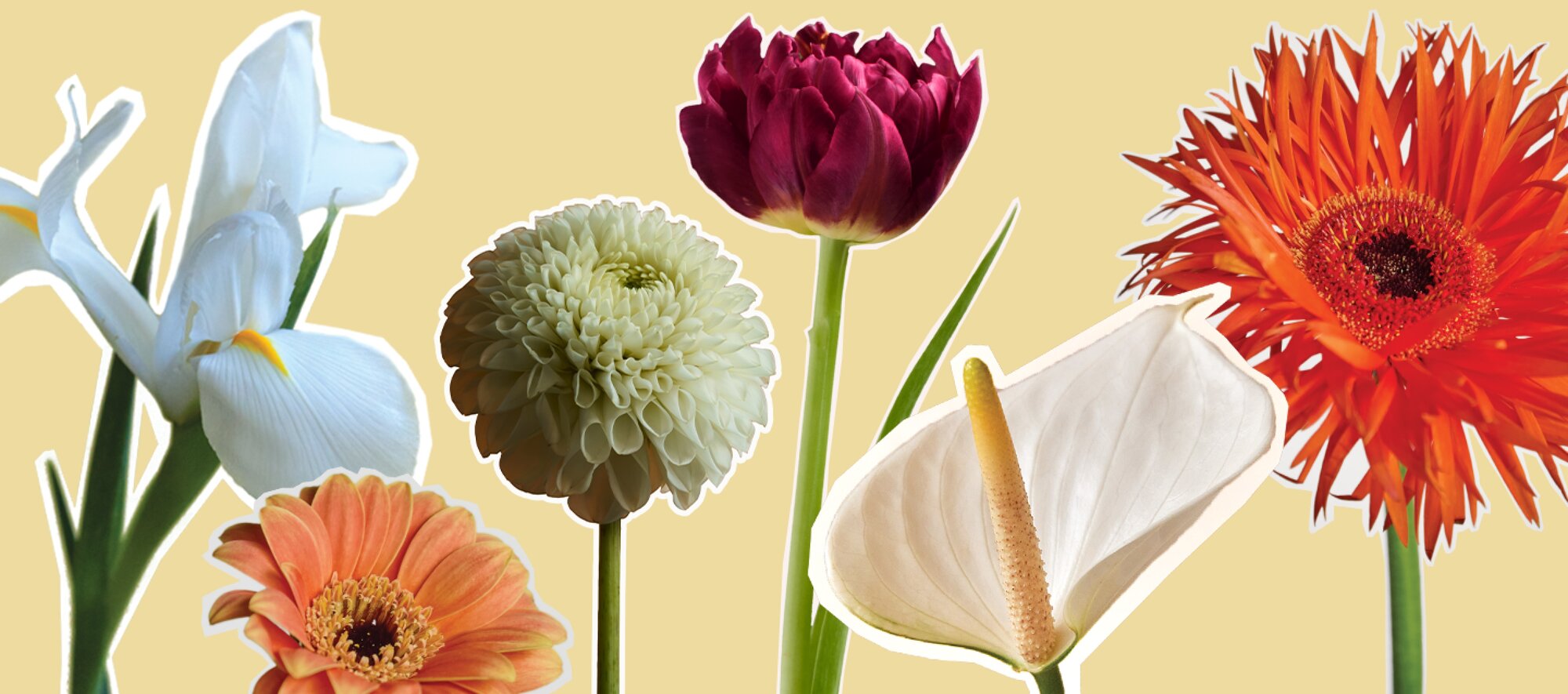 Wondering how flowers affect people’s moods? Take a look at Freddie’s Flowers’ guide and discover how flowers support our mental health and well-being.
