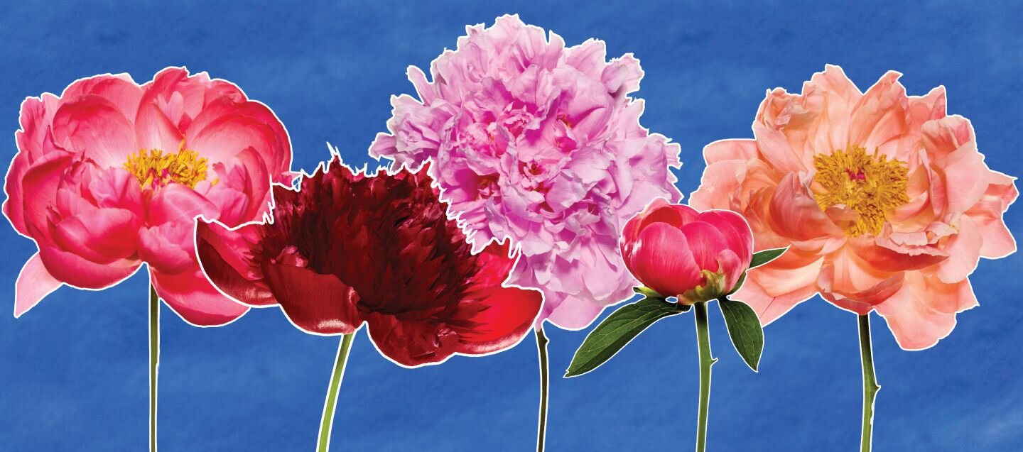 Take a look at Freddie’s Flowers' peonies list. Discover the history of peonies and what they represent, and find some new inspiration for your floral arrangements.