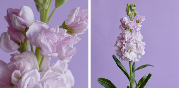 Potted snapdragons