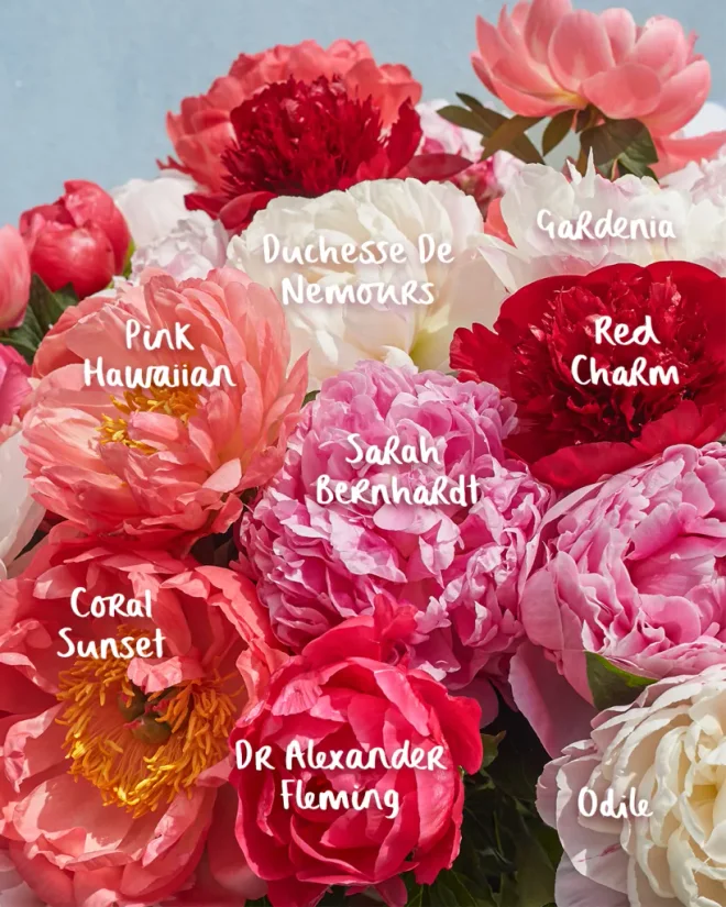 The different types of peonies