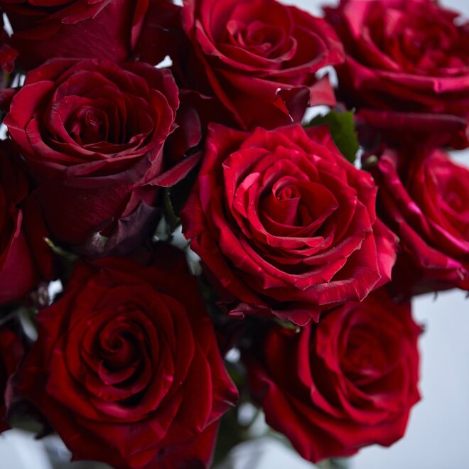 An image of big red roses