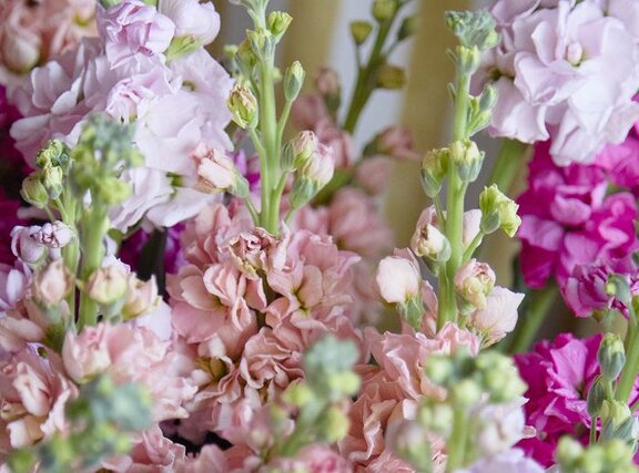 Snapdragon flowers