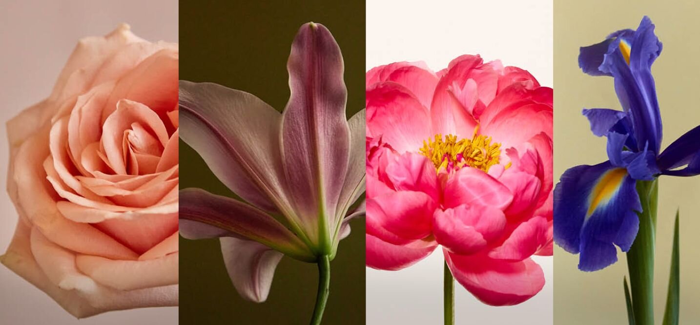 Looking for some inspiration for flower names for babies? We’ve got you covered with stunning botanical baby names, guaranteed to fit your little one.