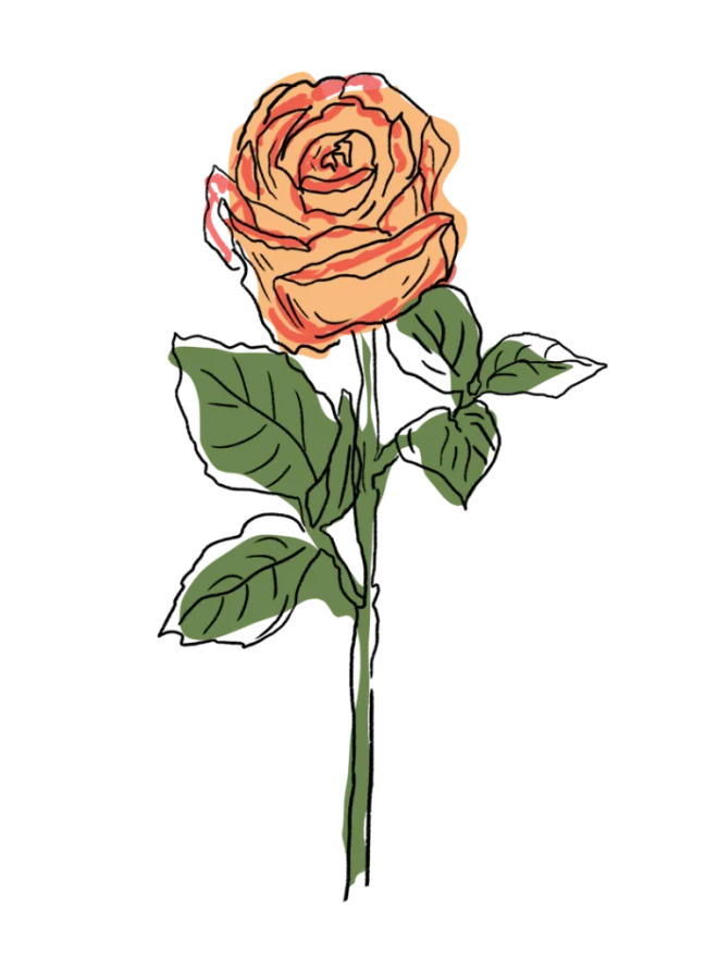 Illustration of a rose