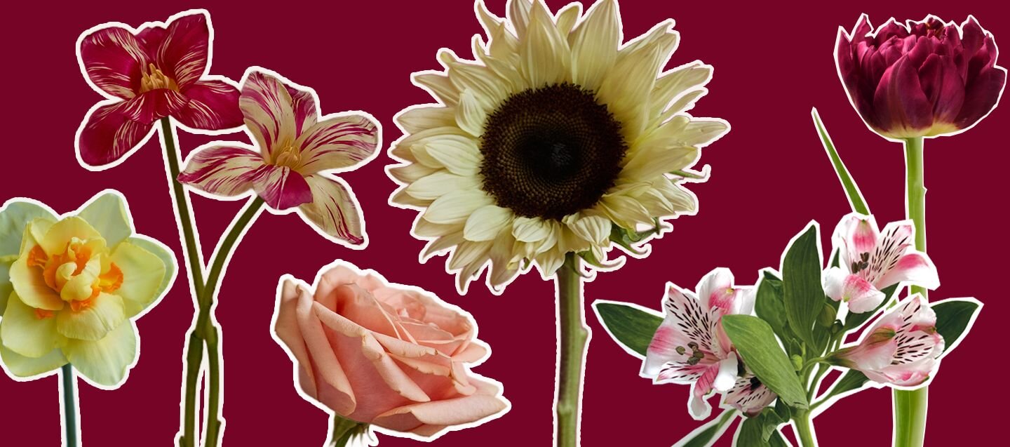 Wondering, ‘what are the best flowers to give for a birthday?’ Discover the best birthday flowers for milestones with Freddie’s Flowers. Order now. 