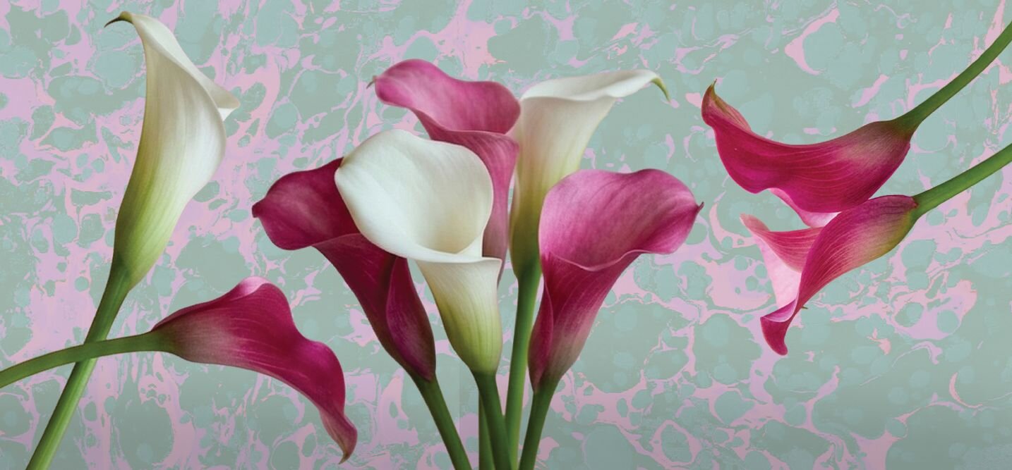 calla-lily