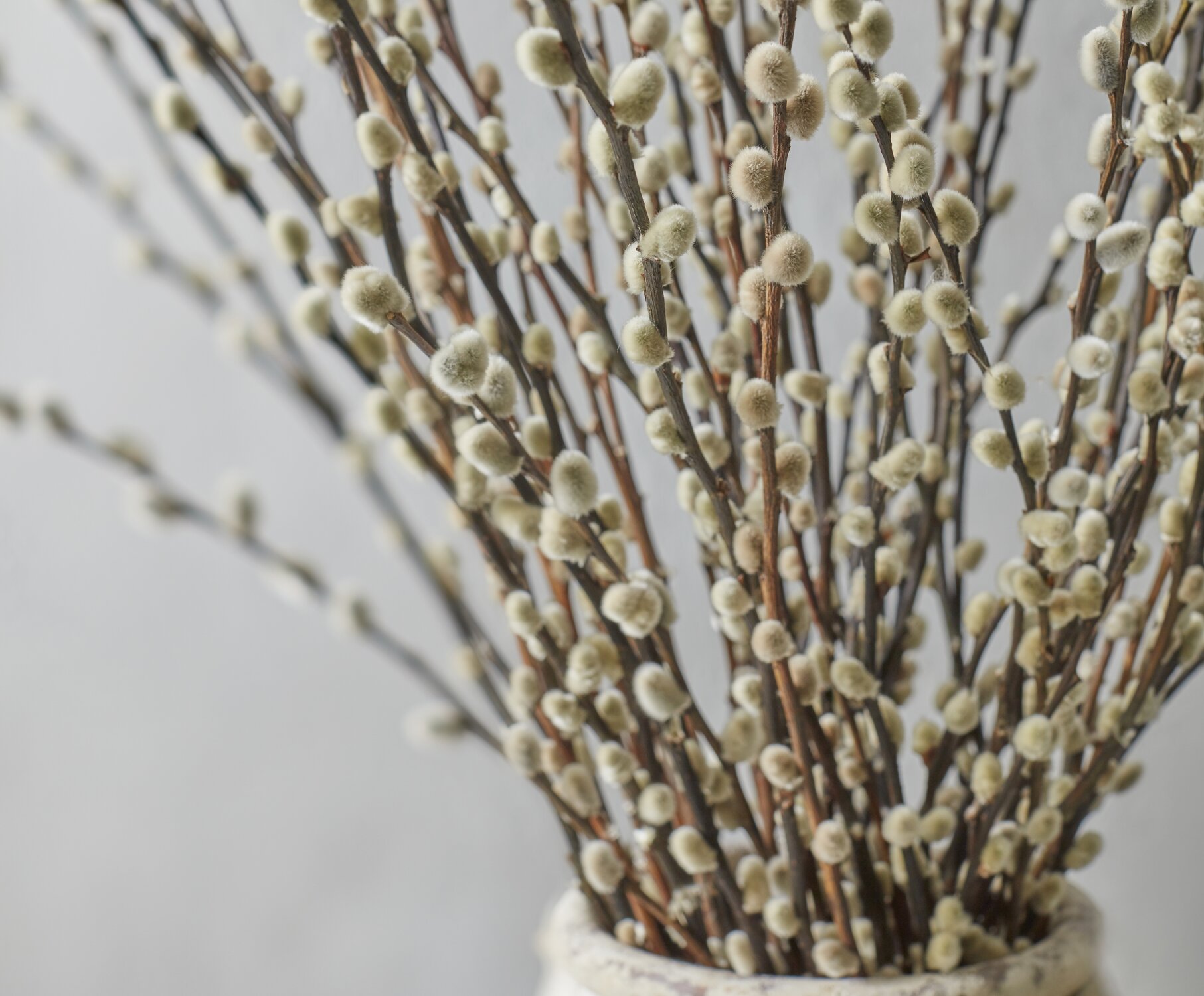 Pussy Willow: Everything You Need To Know 