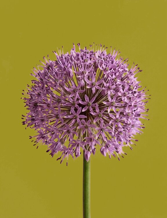 Freddie and an allium grower