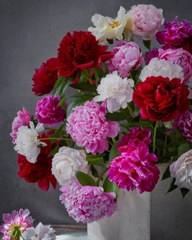 Pink, white and red peonies