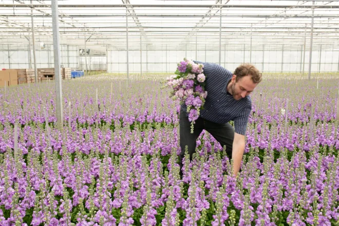 Freddie picking stocks flowers