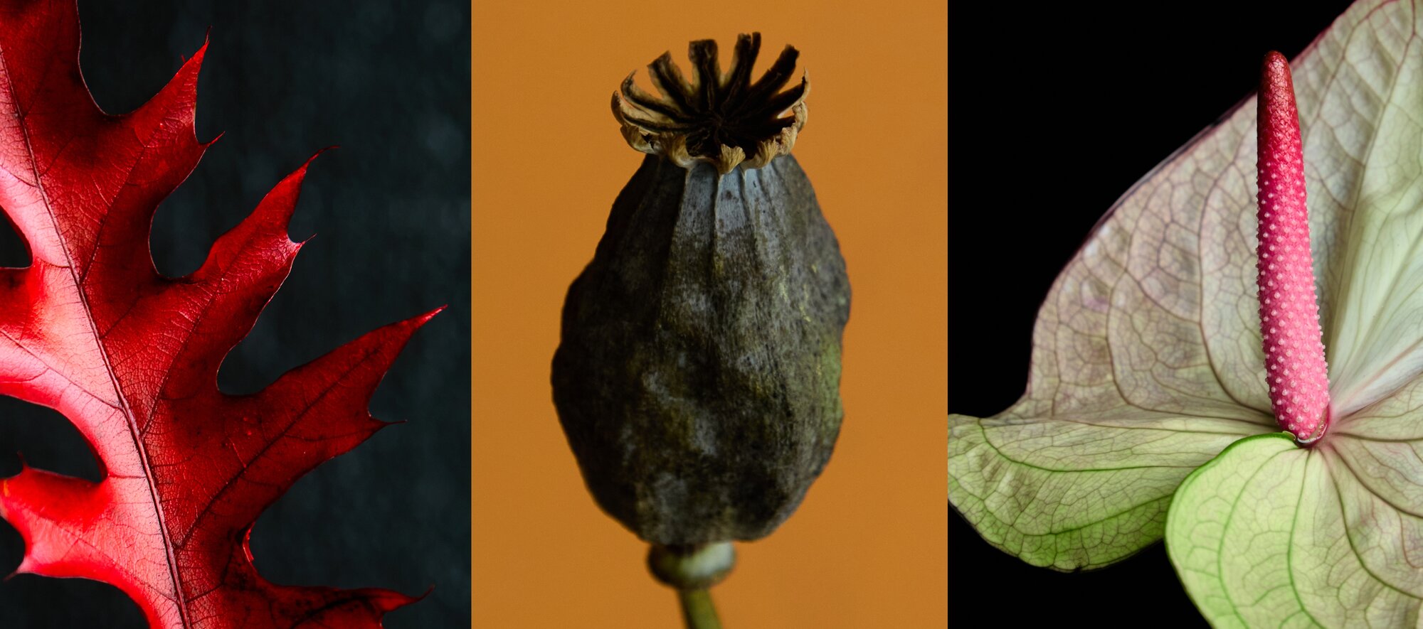 spooky-stems