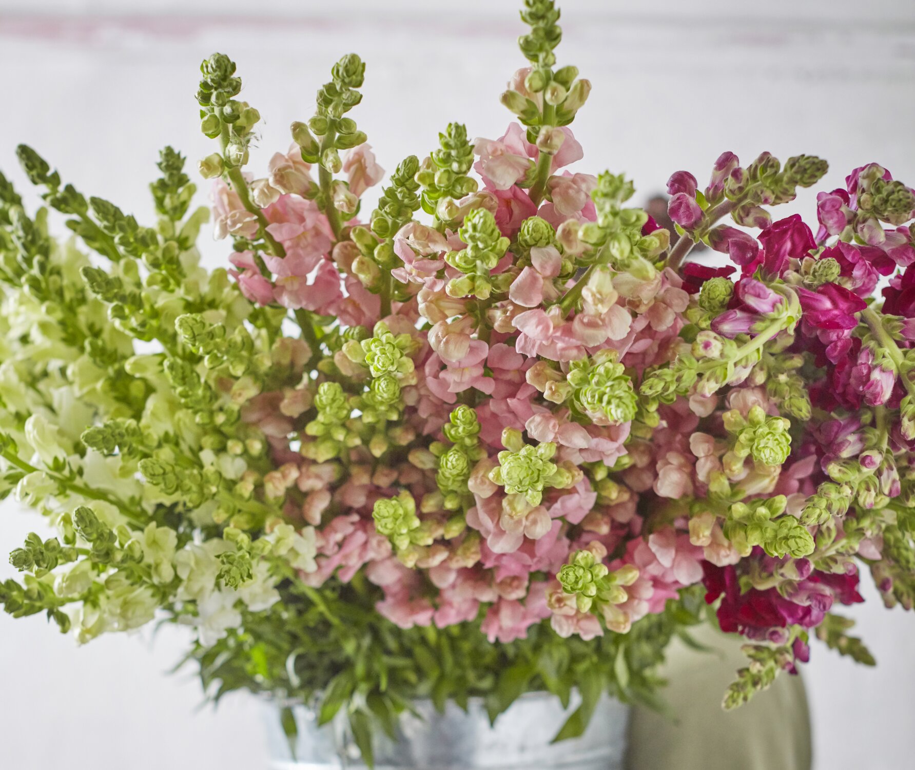 Snapdragons: Everything You Need To Know