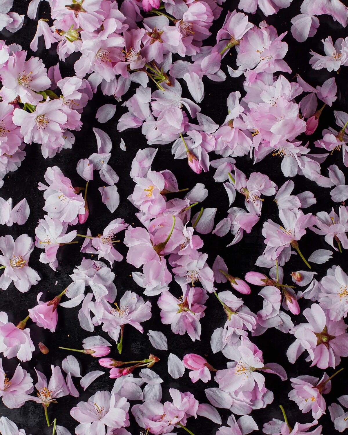 Cherry blossom petals