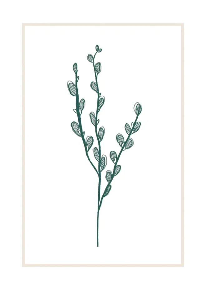 Illustration of pussy willow