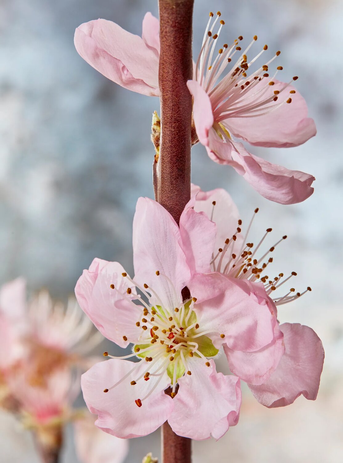 Cherry blossom