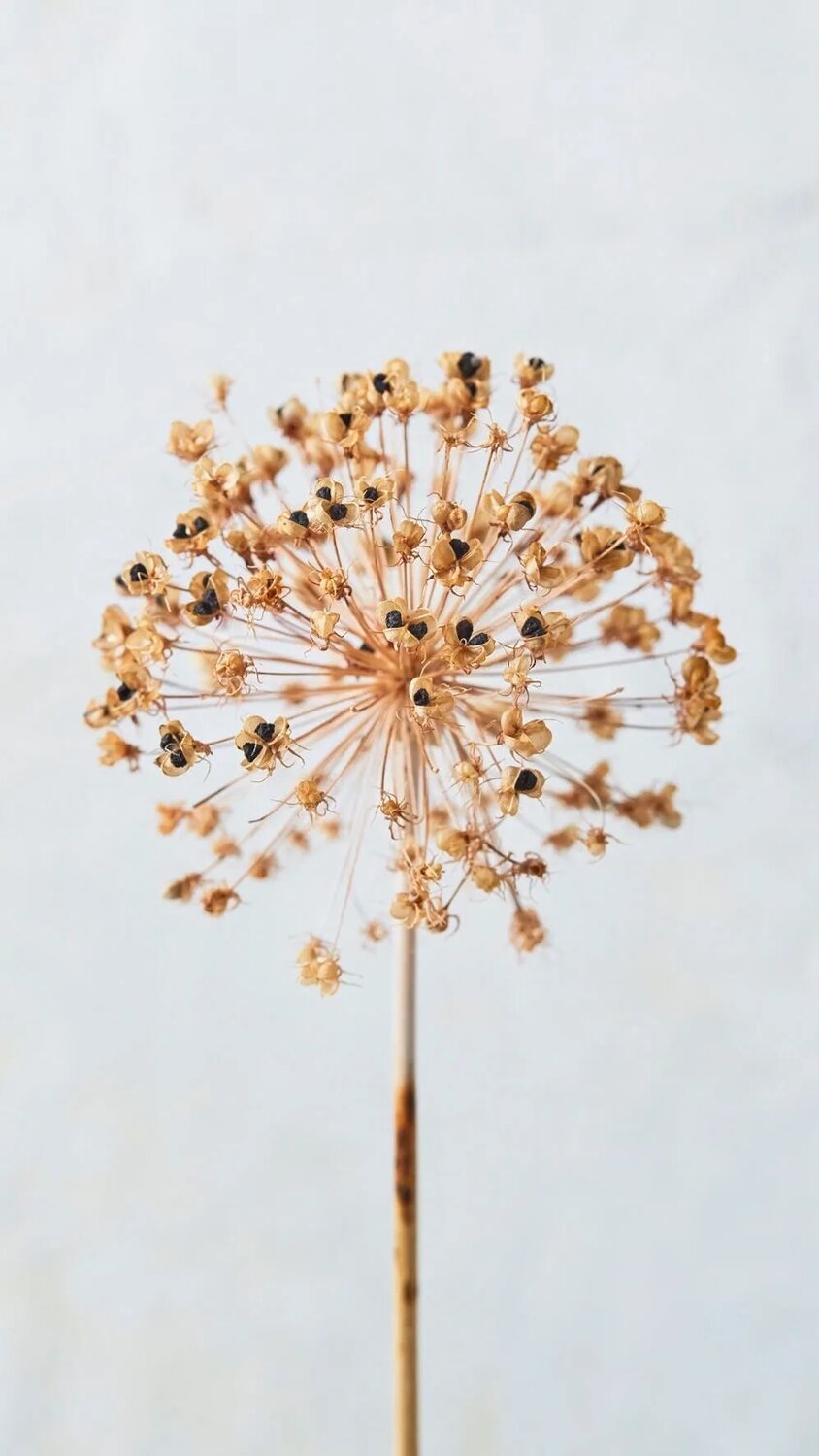 Dried alliums