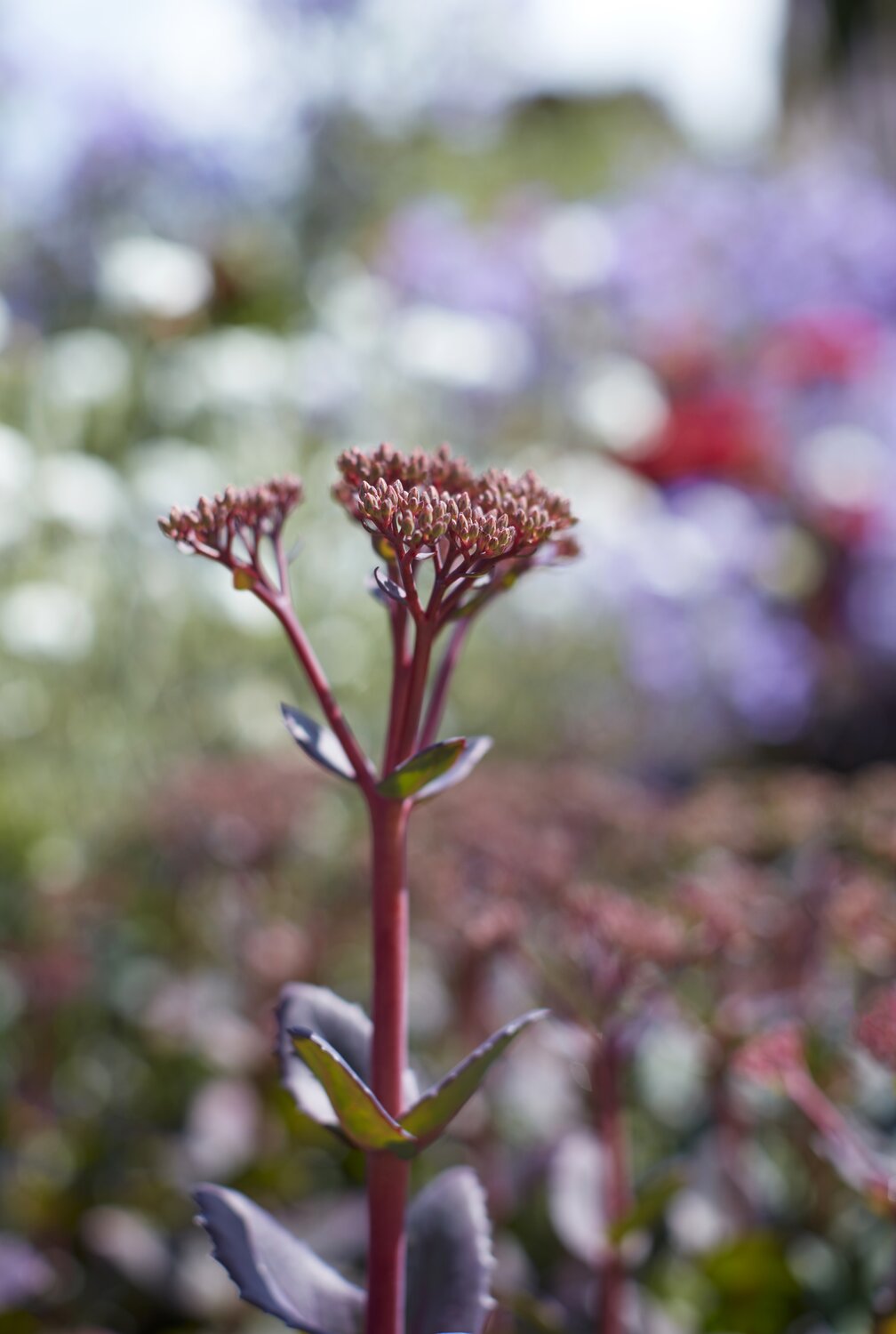 Sedum: Everything You Need to Know