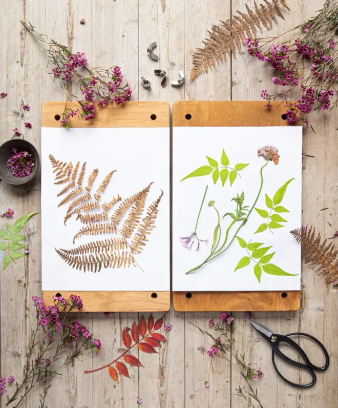 Pressed flowers and leaves on paper