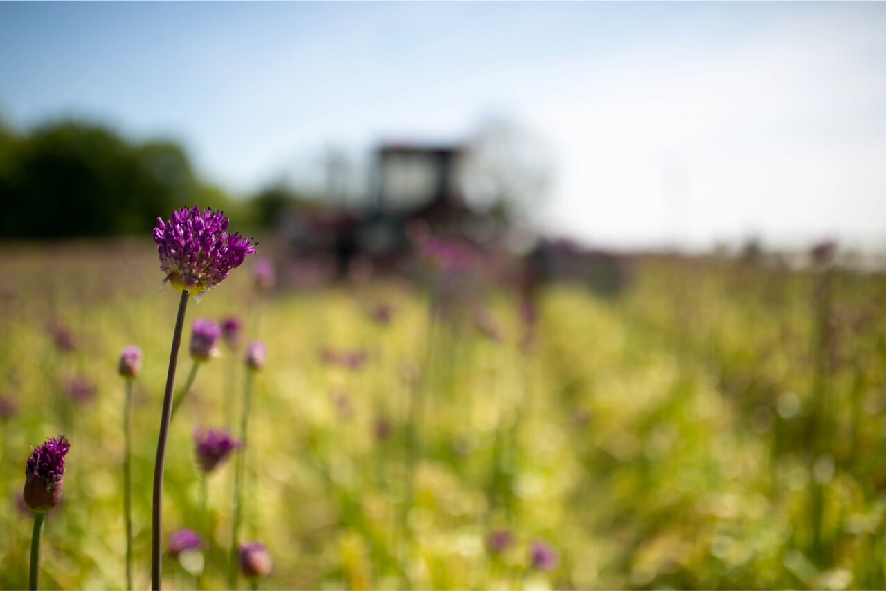 Alliums starting to bloom in a field