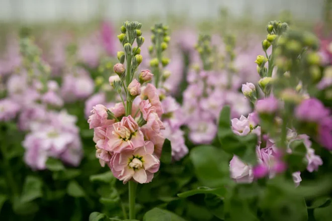 Stock flowers