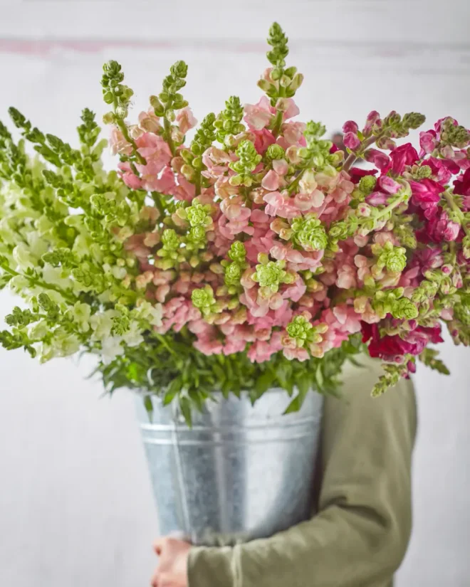 Potted snapdragons