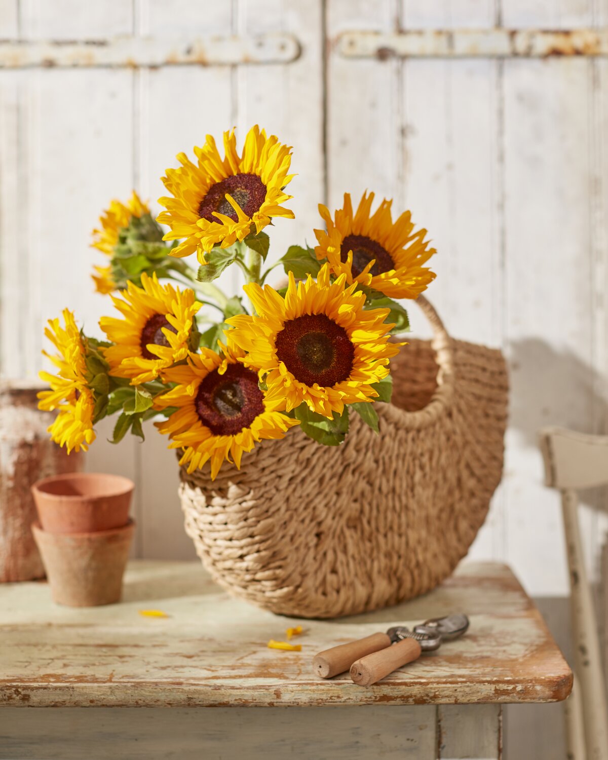 Sunflowers: Everything You Need to Know