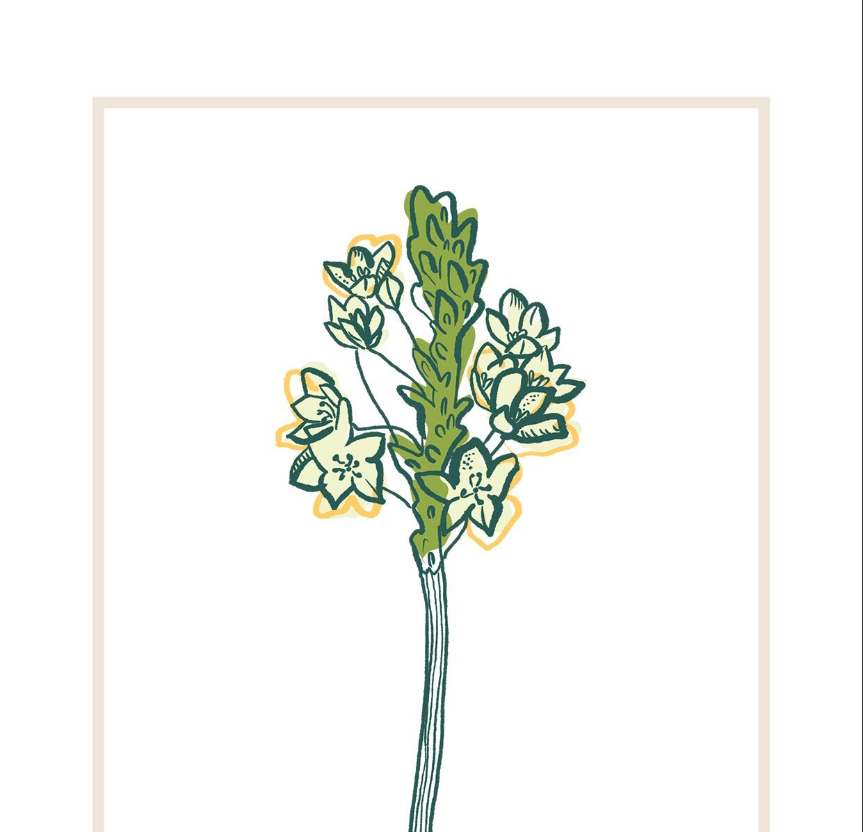 Ornithogalum: Everything You Need to Know