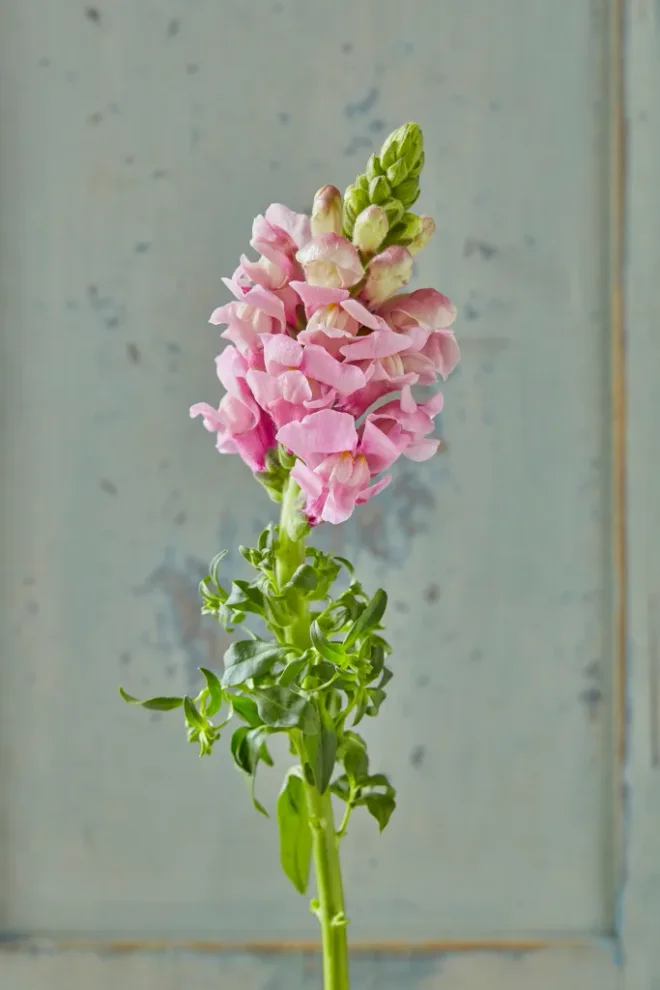 Snapdragon flowers