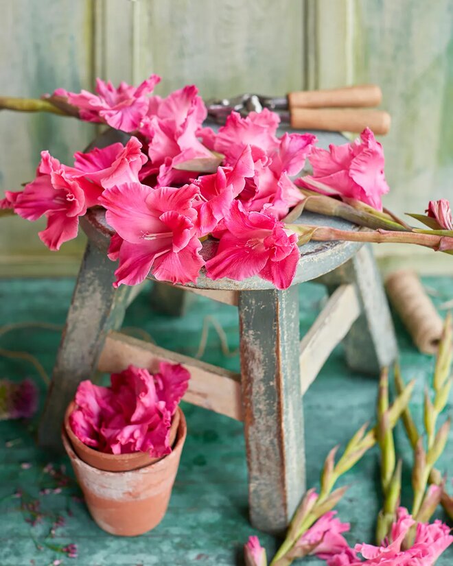 Pink gladiolis on a stool