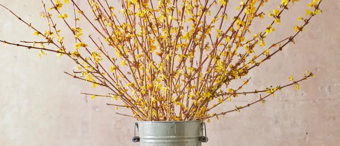  Forsythia: Everything You Need to Know