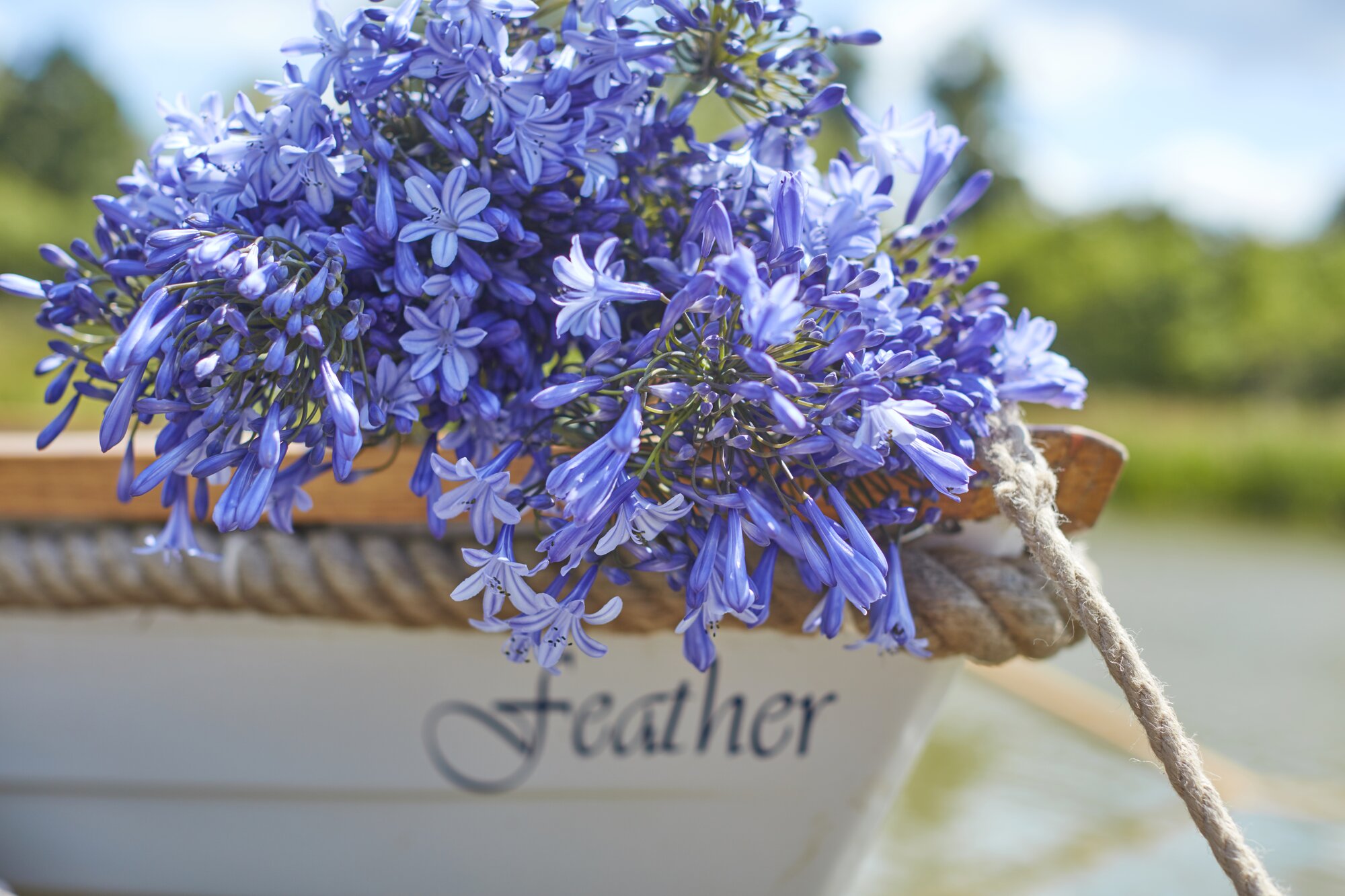 Agapanthus: Everything You Need to Know