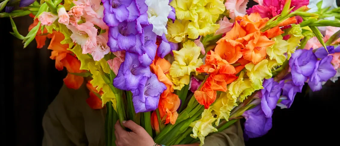 Gladioli: Everything You Need To Know