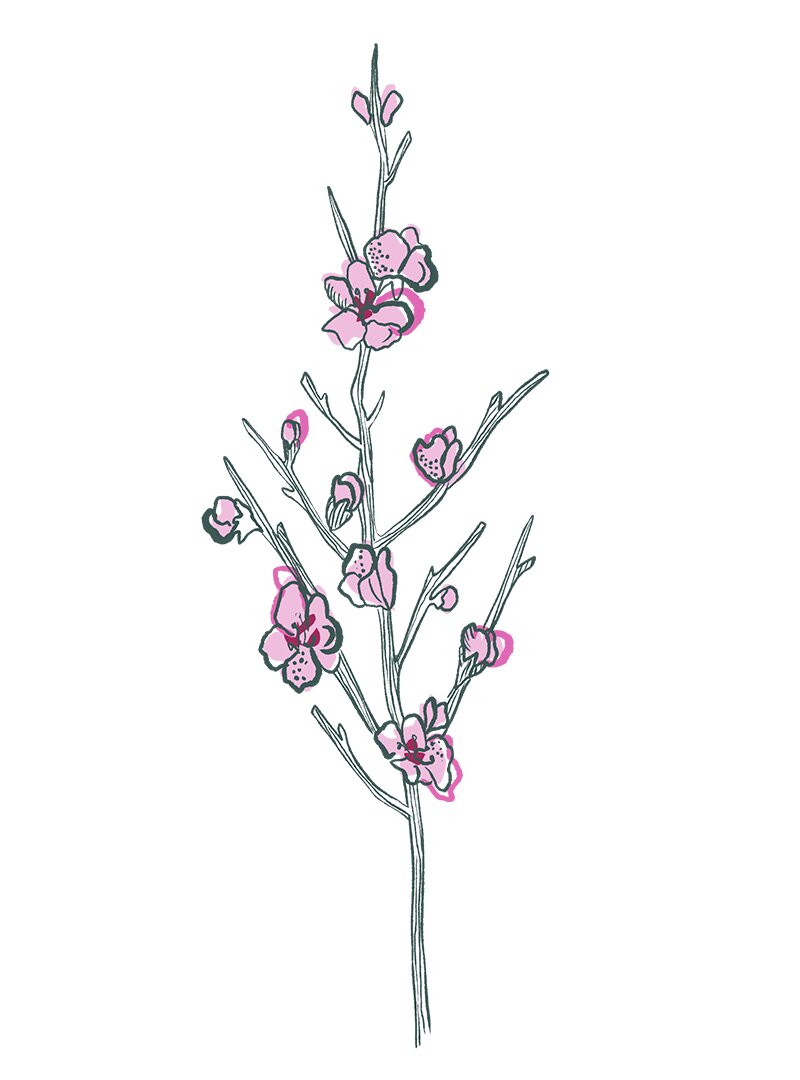 Illustration of cherry blossom