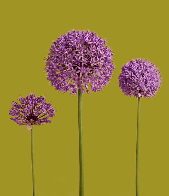 Alliums starting to bloom in a field