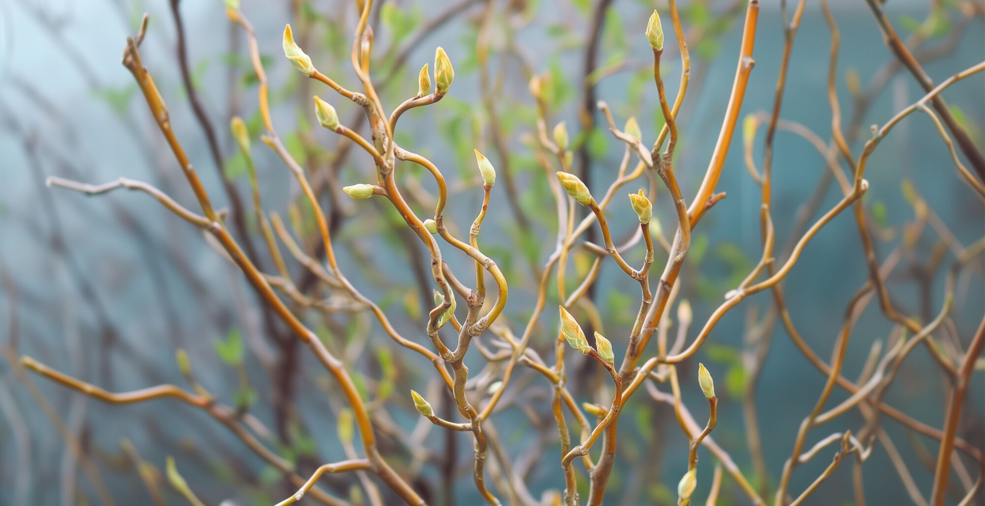 Planting Your Twisted Willow