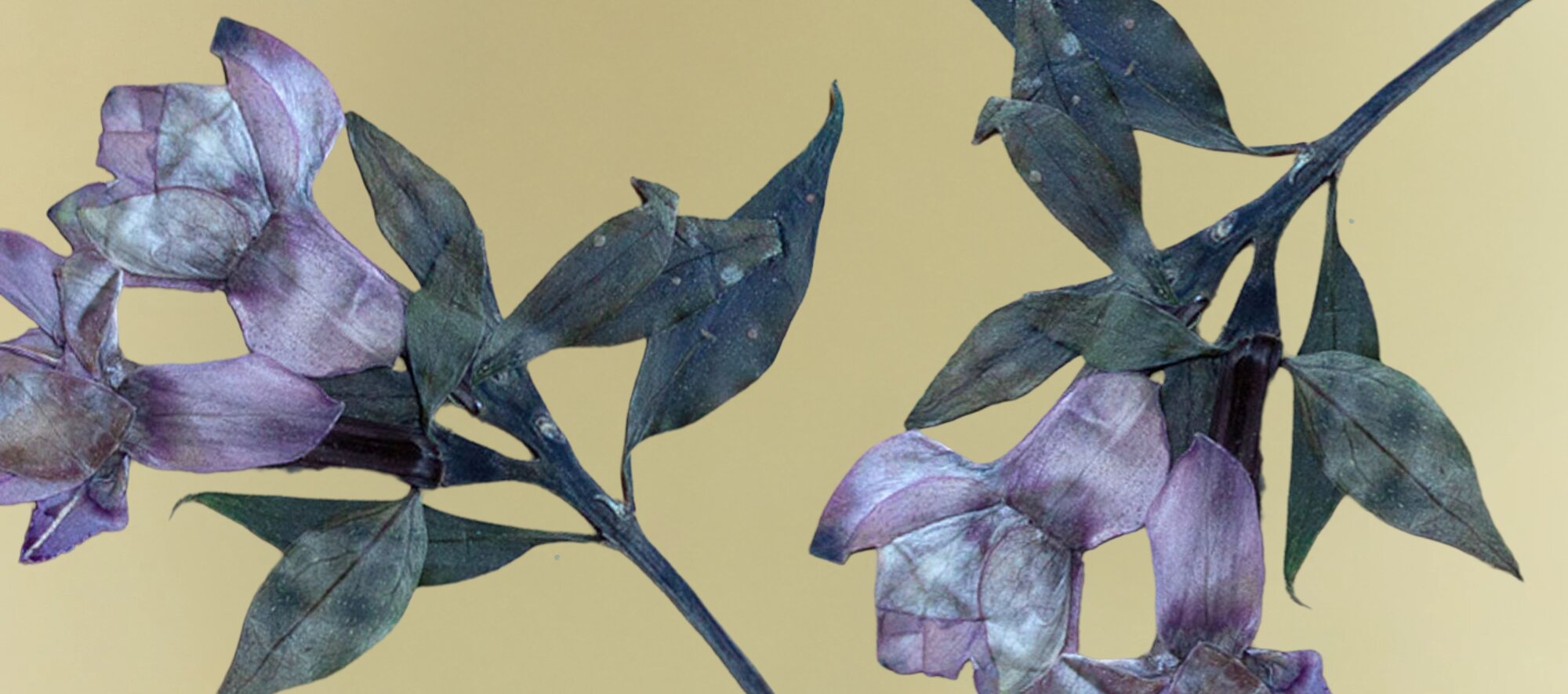 Discover how to press flowers with Freddie’s Flowers. Find out how to use pressed flowers to extend the life of your blooms. Read our guide today.