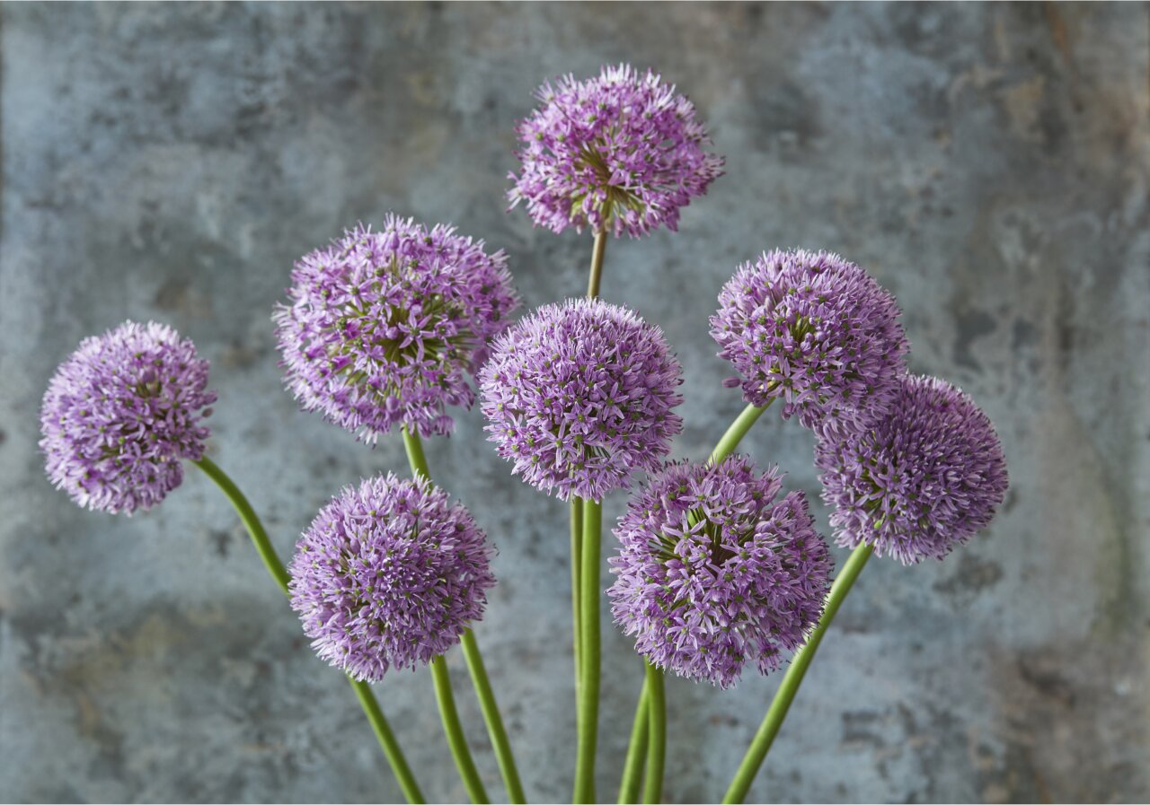 Purple allium flowers