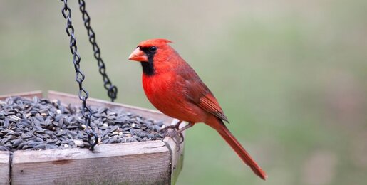 Red Cardinal bird on feeds