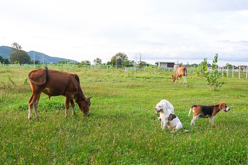farm animals in a field