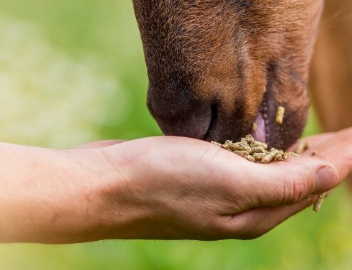 Hand Feeding Horse