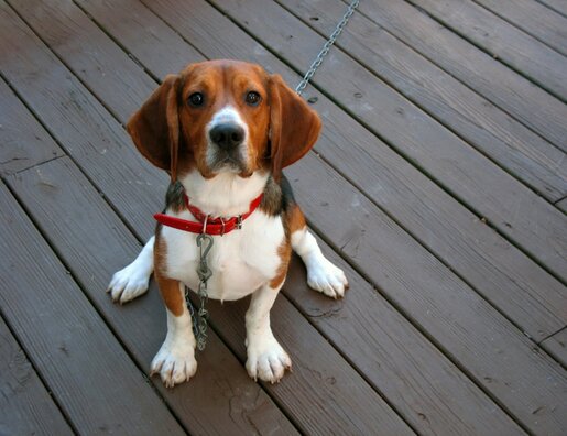 Beagle dog with leash