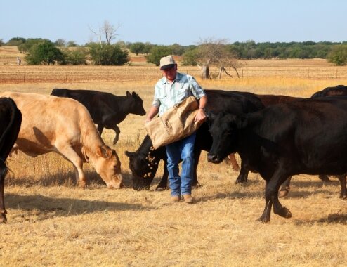 Man spreading cattle feed on farm