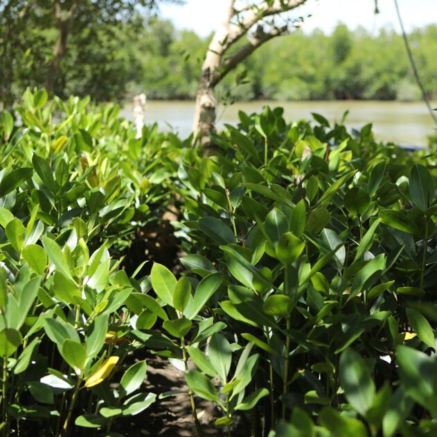 Roam and veritree Kenya Mangrove restoration project