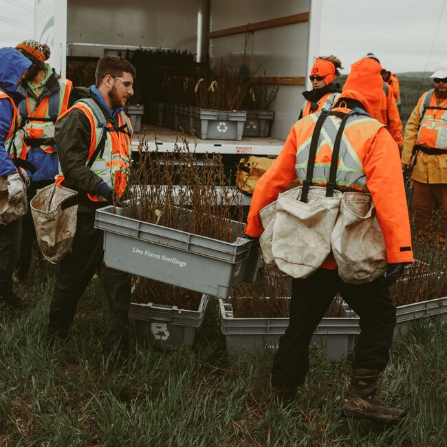 Roam and veritree reforestation in Sudbury