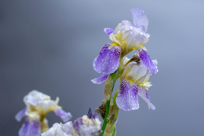 Closeup photo of Iris flower