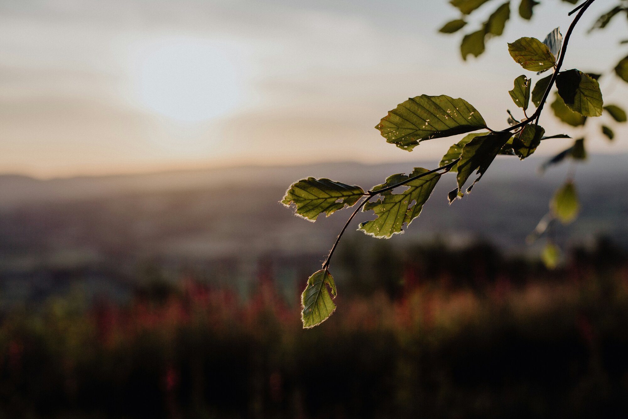 leaves in the sunlight