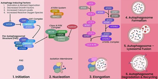 Autophagy process diagram showing initiation, nucleation, elongation, autophagosome formation, fusion, and recycling.