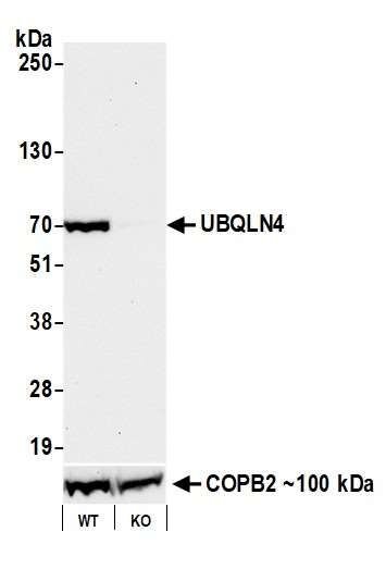 Western blot analysis comparing UBQLN4 and COPB2 protein levels in knockout and wild type cells